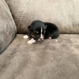Girl 2 - Black tri female Toy Australian Shepherd puppy in Humansville, Missouri from Tater Tot aussies