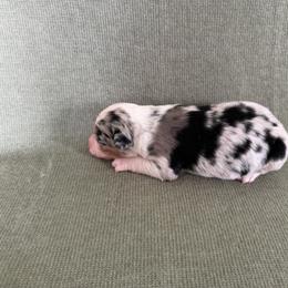 Nova - Blue merle female Australian Shepherd puppy in Bethlehem, Connecticut from Montanna Sage LLC