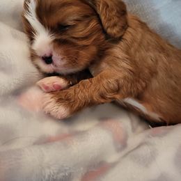 Cavalier King Charles Spaniel Puppies from Penny's from Heaven