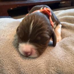 Vixen - Boone - Liver white and tan male English Springer Spaniel puppy in Mooresville, North Carolina from Third Creek Springers
