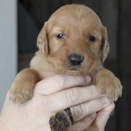 Lava Boy 2 - Dark golden male Golden Retriever puppy in Fort Morgan, Colorado from Golden Girls Kennels, LLC