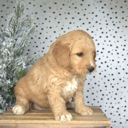 Winter - Red  female Goldendoodle puppy in Apopka, Florida from Rae Precious Puppies