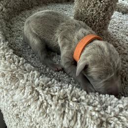 Orange collar - Silver gray female Weimaraner puppy in Sauk Centre, Minnesota from Minnesota Weimaraners
