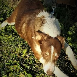 GINGER - Border Collie