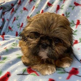 Shih Tzu Puppies from Prestige Shih Tzu Family