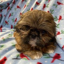 Shih Tzu Puppies from Prestige Shih Tzu Family