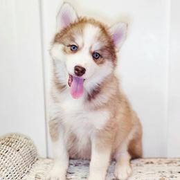 Aurora SALE 3900 - Chocolate female Pomsky puppy in Christiana, Tennessee from Smoky Mountain Pomskies