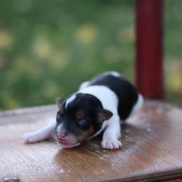 Meddler - Tri-color male Jack Russell Terrier puppy in West Bend, Iowa from Blue Skies Terriers