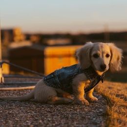 Dachshund Puppies from Karas Royal Dachshunds