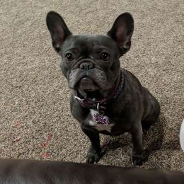 Nova - French Bulldog