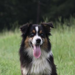 Colt - Australian Shepherd