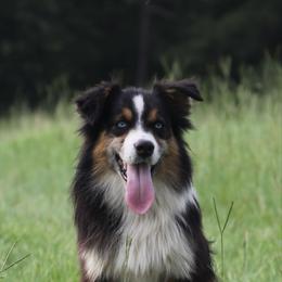 Colt - Australian Shepherd