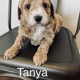 Goldendoodle Puppies from Martin’s Doodles