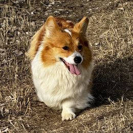 Sarah - Pembroke Welsh Corgi