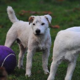 Lucy - Jack Russell Terrier