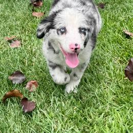 Cyrus - Blue merle male Miniature Australian Shepherd puppy in California from Eagle River Aussies