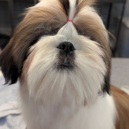 Boy 4 - Red and white male Shih Tzu puppy in Colorado Springs, Colorado from Soaring Spirit Shih Tzu