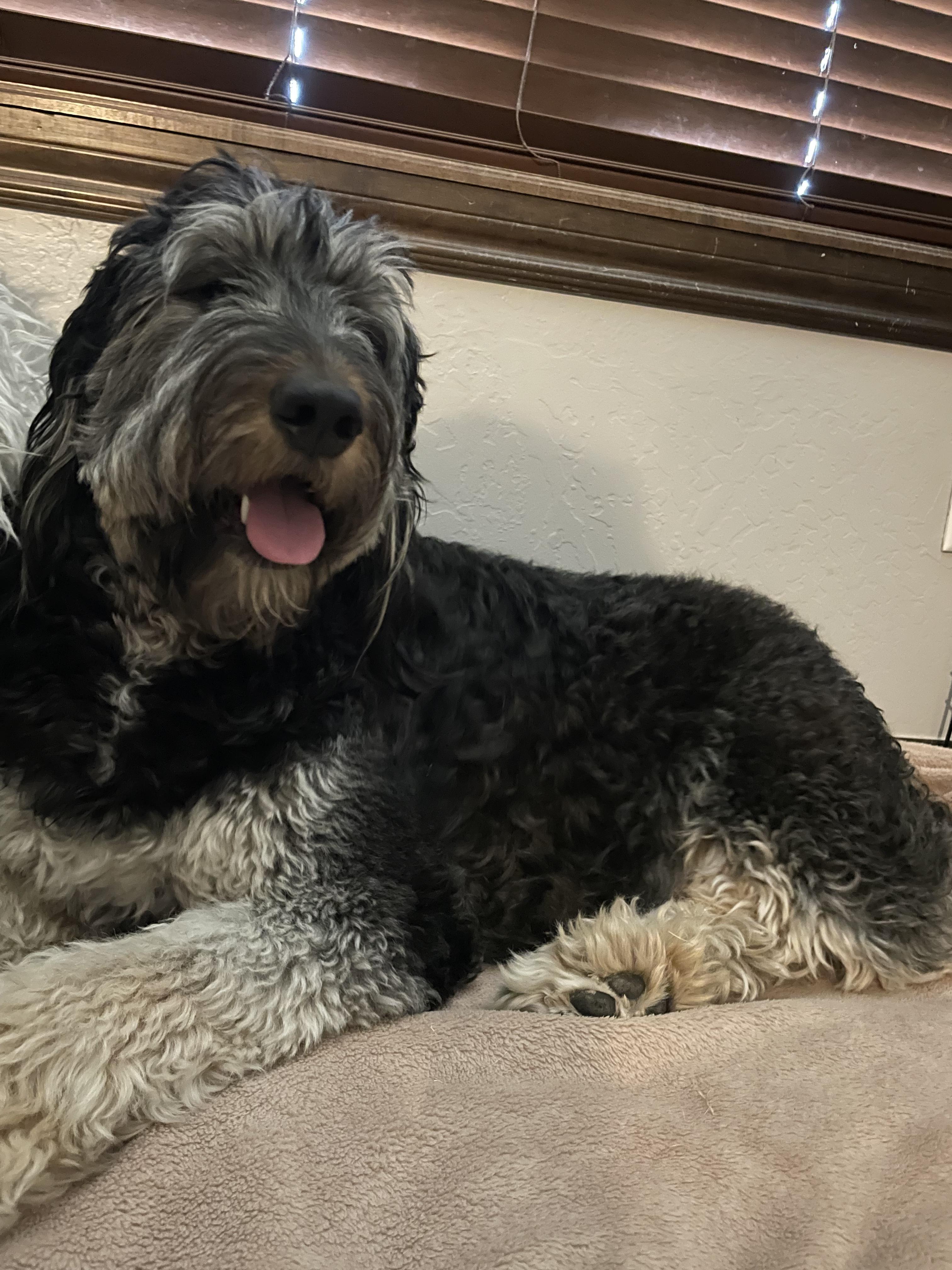 Elle and Oak Farms in Oklahoma Bernedoodle, Goldendoodle or