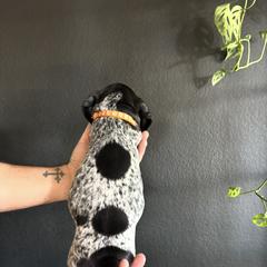 German Shorthaired Pointer Puppies from Switchback Kennels