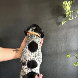 German Shorthaired Pointer Puppies from Switchback Kennels