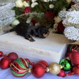 Black and tan male - Black and tan male Dachshund puppy in Wills Point, Texas from East Mini Dachshunds Texas
