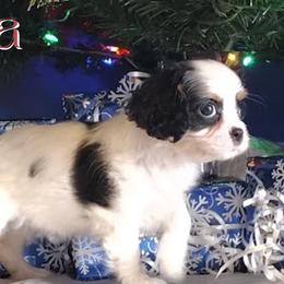 Viva - Tri-color female Cavalier King Charles Spaniel puppy in Rockville, Maryland from Skais the Limit Cavaliers