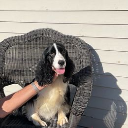 Molly - English Springer Spaniel
