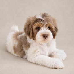 Kai - Brown male Cavapoo puppy in Floyd, Virginia from Hearts and Paws Poodles and Doodles