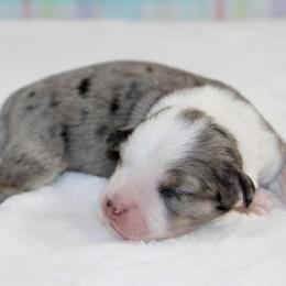 Lotus - Blue merle male Miniature Australian Shepherd puppy in Bauxite, Arkansas from J and B Mini Aussies