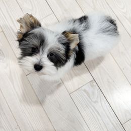 Biewer Terrier and Yorkshire Terrier Puppies from Coastal Yorkshire Terrier Yorkies & Biewer Terriers