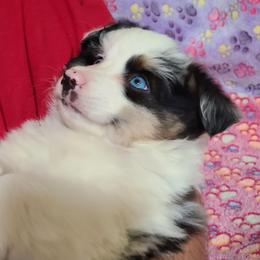 Mimo Lella - Blue merle male Toy Australian Shepherd puppy in Laconia, Indiana from Beasley Acres Aussies