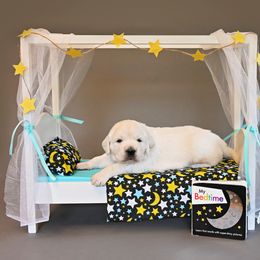 Golden Retriever Puppies from Lovasi Goldens
