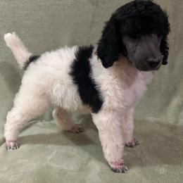 Apple - Parti female Poodle puppy in Travelers Rest, South Carolina from Cotton Top