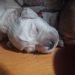Goldendoodle puppies from Hamish's Pups