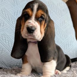 The Evil Queen - Black brown and white female Basset Hound puppy in Polson, Montana from BeautyBea's Flathead Lake Bassets