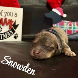 Snowden- Shaded Cream- Price Listed - Cream male Dachshund puppy in Biloxi, Mississippi from Southern Doxies Ms
