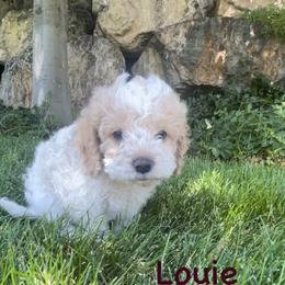 Poodle Puppies from Caboodles Of Poodles
