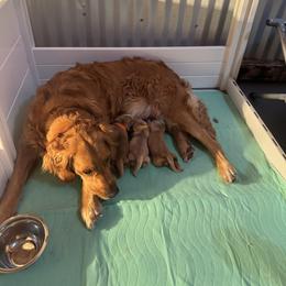 Golden Retriever Puppies from Pura Vida Golden Retrievers
