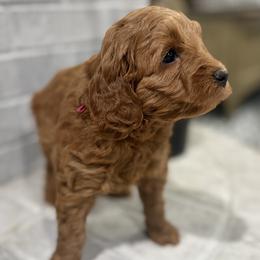 Girl 4 - Red  female Goldendoodle puppy in Pleasant Hill, Iowa from Harvest Creek