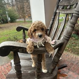 Corina - Red  female Goldendoodle puppy in Mint Hill, North Carolina from DoodleForever