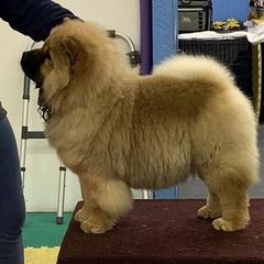 Chow Chow Puppies from Maven Chows