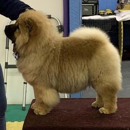 Chow Chow Puppies from Maven Chows