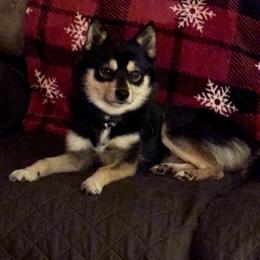 Rico - Pomsky
