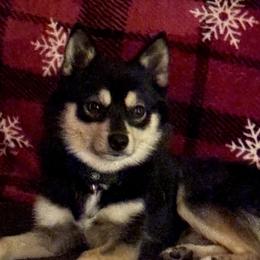Rico - Pomsky