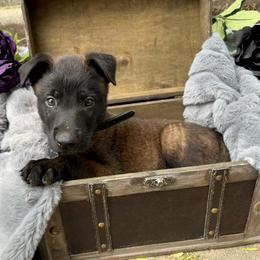 Noir - Fawn sable male Belgian Malinois puppy in Chino, California from BlueStone K9