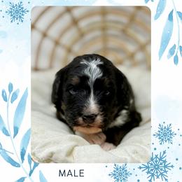 Milo - Tri-color male Bernedoodle puppy in Sterling, Colorado from North 40 Doodles