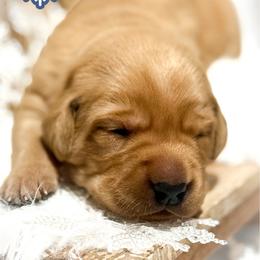 Blue Male - Yellow male Labrador Retriever puppy in Franklin, Virginia from Oak Hollow Retrievers