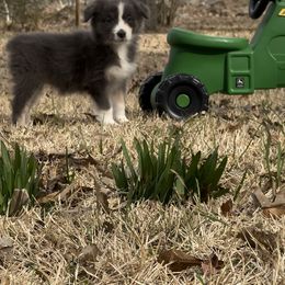 Australian Shepherd Puppies from Haven Farms Australian Shepherds