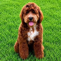 Clark - Goldendoodle