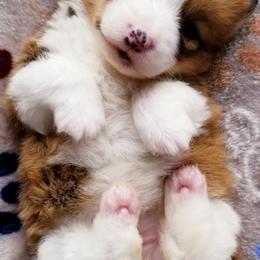 American Corgi and Pembroke Welsh Corgi Puppies from Whimsical Treasure Corgis